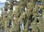 Fir shrub CU (1024x767, 293kb)